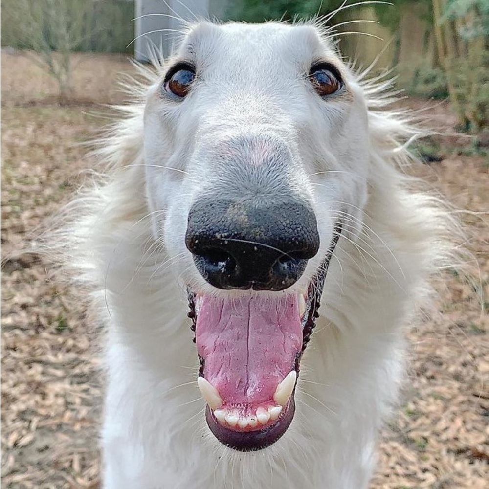 Meet your Posher, X0jazz